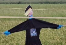 下重本穿清朝官服護稻 殭屍稻草人嚇鳥還是嚇人?! 翻攝網路