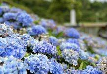 新北五月繡球花開 網美必訪打卡賞花景點報您知! 圖片取材自新北市府官網