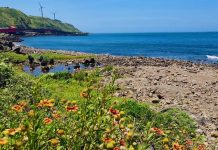 盛夏新北二處菊科花海秘境繽紛盛開