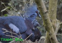 近危物種維多利亞冠鴿育雛成功