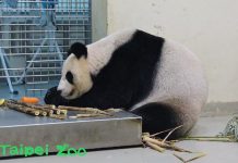大貓熊「圓圓」懷孕了? 動物園:30天內分曉