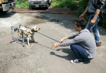 流浪到淡水受重創 癱瘓狗狗浩呆靠輪椅重建新生