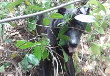 流浪犬受困哀嚎 動保處驚險救援