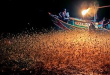 金山仲夏夜蹦火 夏日漁火之歌