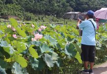 雙溪荷(好)所在 一起到雙溪賞荷、品嘗荷花料理