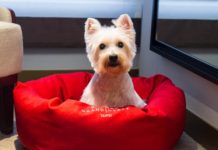 帶毛小孩台北輕旅行 五星級尊榮待遇 年假不用人擠人