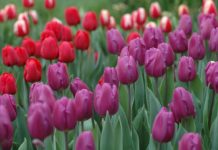 不必去荷蘭 年假來士林官邸看鬱金香