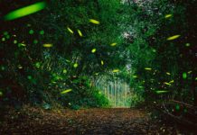 地上銀河快追!賞螢熱點推薦攻略 清明連假正是時候