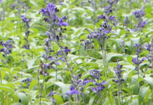 夏日良伴鼠尾草 可觀賞還可拿來做成藥