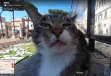 慵懶萌的義大利喵星人 現身谷歌街景