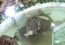 大義宮地下水池養海龜 動保團體抨擊