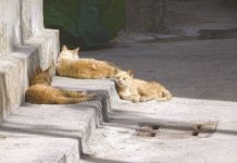 昔日千人漁村 變身台灣喵星人島