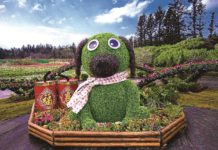 年砸180萬 澎湖花海創15萬人次參觀人數