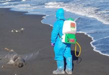 宜蘭沙灘現豬屍 初判與非洲豬瘟無關