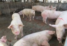 防止非洲豬瘟 專家提7建議