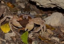 平衡生態與觀光 成七美當務之急