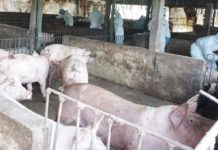 金門沙灘死豬攏係假?農委會擬告