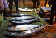 農曆年將屆 土魠魚市場恐續上揚