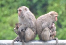 8動物 9日保育類名單除名