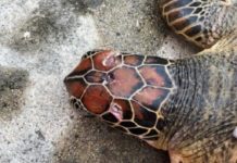 綠蠵龜頭頂遭魚叉刺傷 幸運獲救