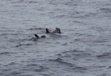 10餘隻成年海豚 外垵漁港嬉戲