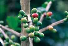 瘦身新寵綠咖啡 食藥署要業者標示警語