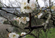 澎湖春節另一去處!西衛草埔頂梅花綻放