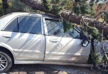 澎203線自撞行道樹車禍 駕駛輕傷