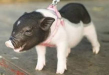 澎湖遭棄養迷你豬被犬襲身亡 網友撻伐