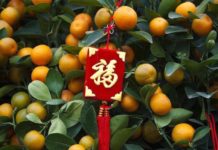 風水命理界教父謝沅瑾 新春風水金桔招財氣