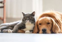 寵物會傳染新型冠狀病毒??? WHO 農委會打臉沒有確切證據