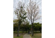 大安森林公園漸春天來臨 敲破寒冬發新葉