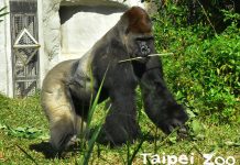 金剛猩猩愛嚐台灣美食〜保育員護植栽傷透腦筋!