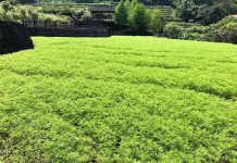 貓空樟樹步道飄散古早味 再現波斯花海