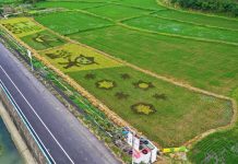 漫遊稻田美景 關渡彩繪現身北投