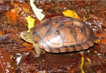 5月23日一起守護野生龜類生存
