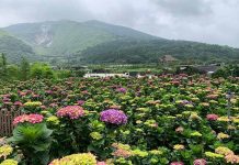 竹子湖繡球花 地景設計華麗登場