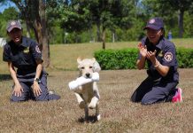 寄養家庭耐心訓練 緝毒幼犬潛力大爆發
