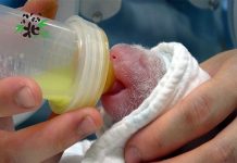 動物園:喜事一樁 圓仔當大姊