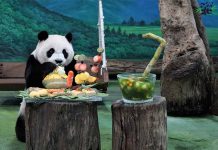 動物園:大貓熊圓仔7歲生日 化身台灣小吃代言人