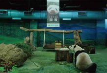 團圓過16歲生日 圓仔妹好名票選為圓寶