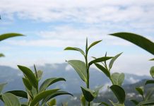 阿里山茶飄香國際 勇奪2020亞太旅行協會文化類金獎