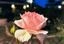 權威名醫伉儷以攝影及油畫訴說玫瑰之美 陳明村、吳淑津雙人展璀璨登場 圖/吳德亮提供