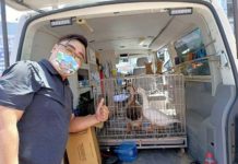 跨縣市救援鴨、鵝任務 朱健銘:這比選舉重要