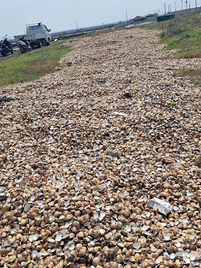 文蛤養殖漁民將死亡的文蛤整理集中。(圖/台南市農業局提供)