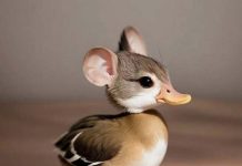 江西發生「指鼠為鴨」食安事件 圖/擷取自網路