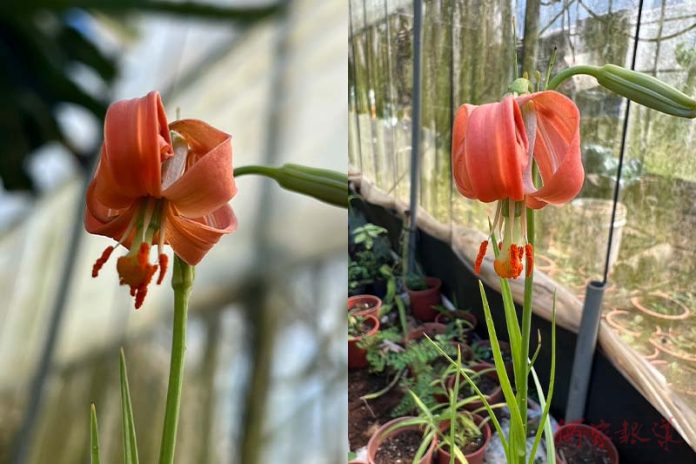 202307075124121 臺灣原生百合「細葉卷丹」又名野小百合,是,屬植物中最為稀有的一個物種。圖/新北市政府農業局