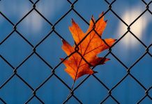 民進黨喊「外役監修法」是狼來了? 圖/Pexels