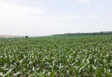 陸狂掃貨 巴西將取代美國成世界最大玉米出口國 圖/編輯部