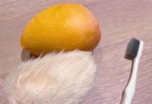 大陸最新寵物 年輕人瘋養「芒果核」梳毛好療癒 大陸年輕人幫「芒果核」天天梳毛,毛茸茸的觸感宛如飼養貓狗般。圖/引自大陸微博